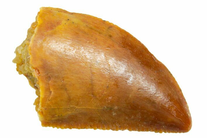 Serrated Raptor Tooth - Real Dinosaur Tooth #364829
